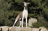 WHIPPET 163